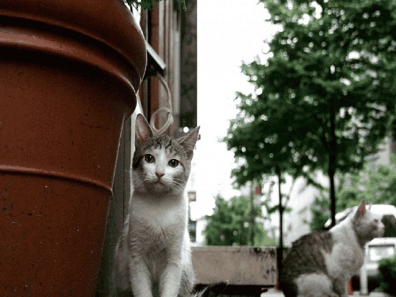 卵巢不好试管怀孕试管里的抗凝剂试管不能吃薏米