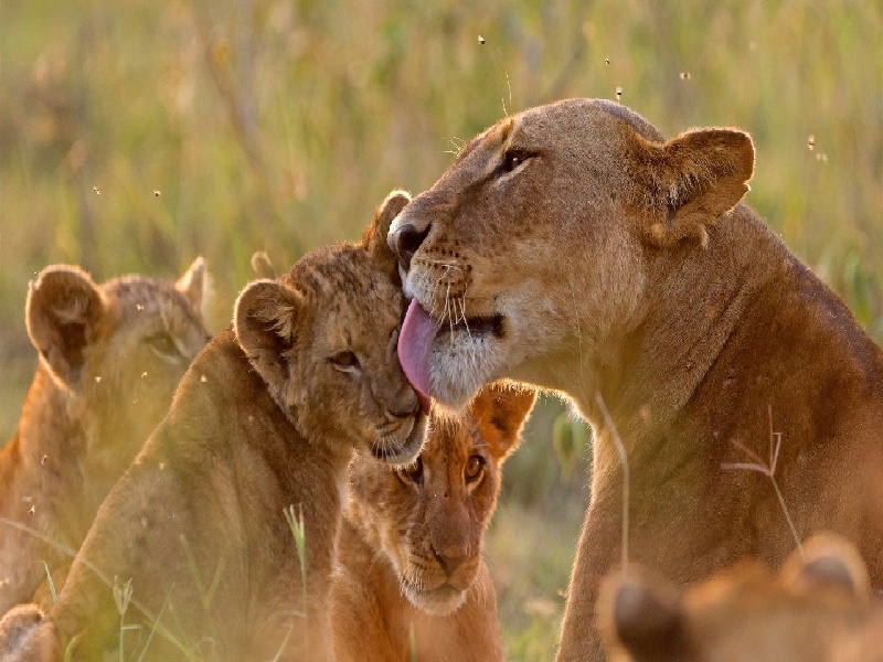 试管后没奶试管婴儿术费用是多少做试管能吃花椒